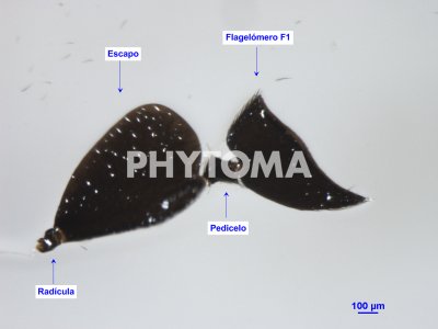 Detalle del escapo, pedicelo y primer flagelómero F1 de las antenas de la hembra de C.comperei